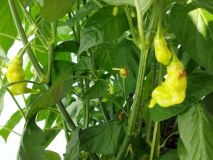 IMG_20240626_100932