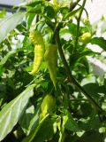 IMG_20240626_100948