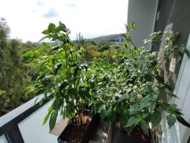 IMG_20240626_101208