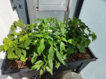 IMG_20240626_101144