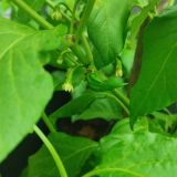 IMG_20240630_125205