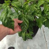 IMG_20240630_124800