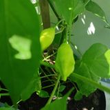 IMG_20240706_140536