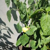 IMG_20240706_140540