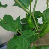 IMG_20240706_140625