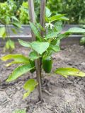 IMG_20240706_182159543_JalaY