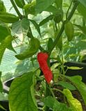 IMG_20240710_145027962_NgMo