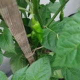 IMG_20240711_184520