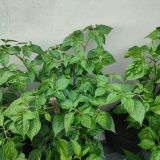 IMG_20240711_184511