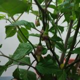 IMG_20240711_184439