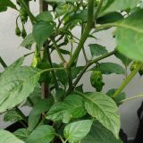 IMG_20240711_184401