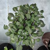 IMG_20240711_184328