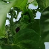 IMG_20240711_184301
