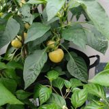 IMG_20240711_184057