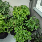 IMG_20240711_184036