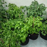 IMG_20240711_184032