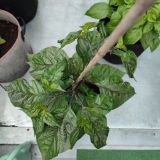 IMG_20240711_183851