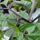 IMG_20240711_183842