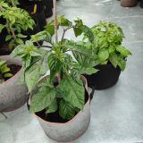 IMG_20240711_183837