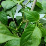 IMG_20240711_183826