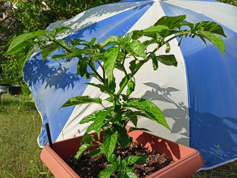 HabaneroChoco_20240713