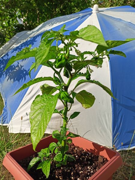 HabaneroRed_20240713