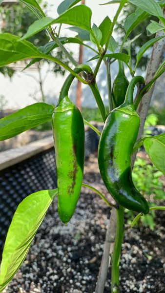 JalapenoEarly_20240713