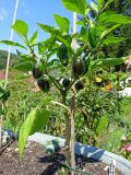 JalapenoYellow_20240713