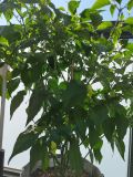 IMG_20240714_100952
