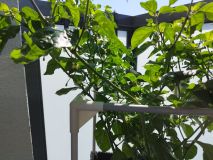 IMG_20240714_101019