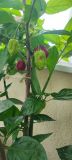 IMG_20240717_163006