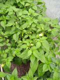IMG_20240717_150818
