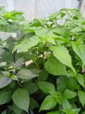 IMG_20240717_150844