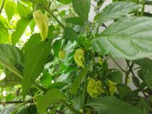 IMG_20240720_153554