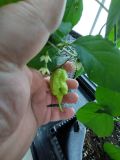IMG_20240721_191933