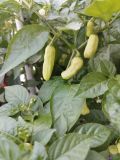 IMG_20240721_192026