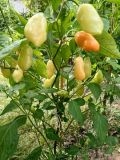 IMG_20240720_165443529_Z7