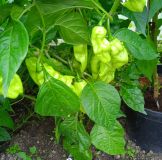 IMG_20240726_134114_1