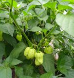 IMG_20240726_134511(1)