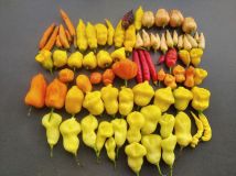 IMG_20240726_164313