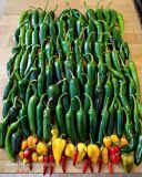 IMG_20240713_142742