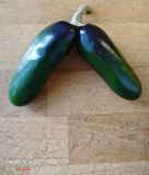 IMG_20240713_142836