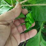 IMG_20240728_124417