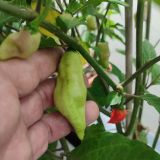 IMG_20240728_124359