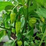 IMG_20240728_124234
