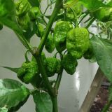 IMG_20240728_124211