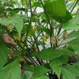 IMG_20240728_124114