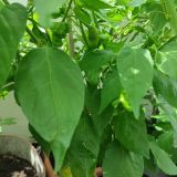 IMG_20240728_124135