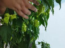 IMG_20240730_145407