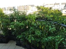 IMG_20240803_190720